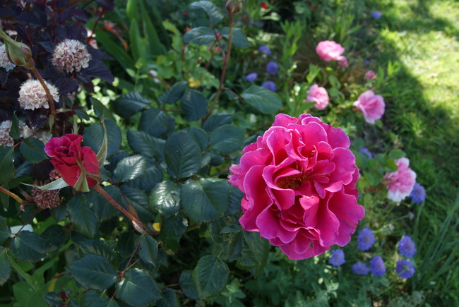 rose ' Princesse Alexandra Renaissance ' de Poulsen et digitales.