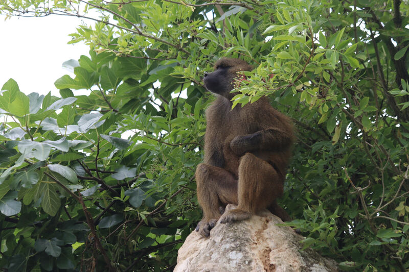 Babouin de Guinée