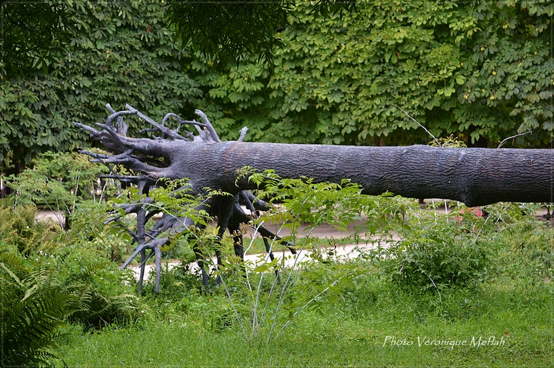 Jardin des Tuileries : L'arbre aux voyelles de Giuseppe Penome