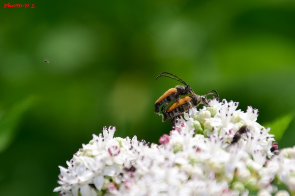 D'autres belles photos d'insectes et de fleurs réaliséées par D.S.