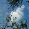 Branche d'olivier dans le ciel
