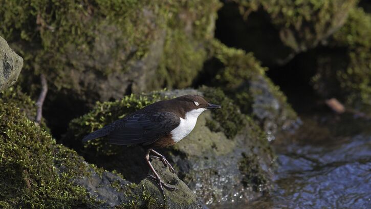 10 Images d'Oiseaux - 2