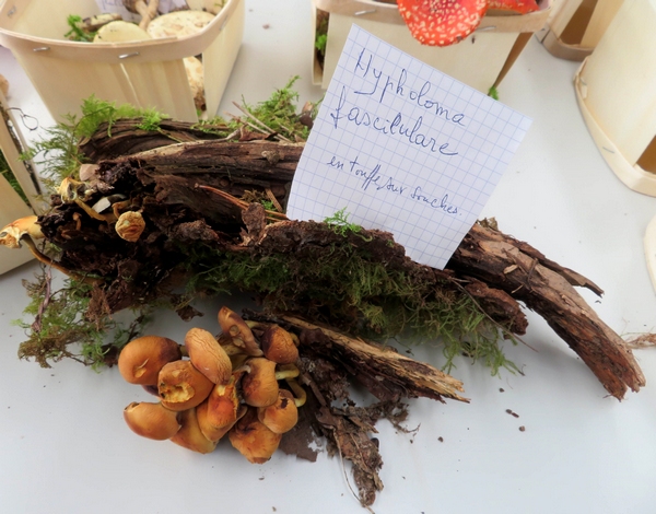 "Le Salon des Champignons de la Nature et de la Forêt" , organisé par la Société Mycologique du Châtillonnais salle Luc Schréder a été un plaisir pour les yeux !