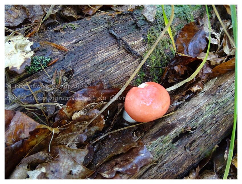 Sortie champignons en forêt du Gavre 