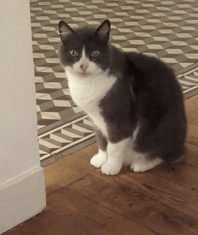 cha -cha- chat