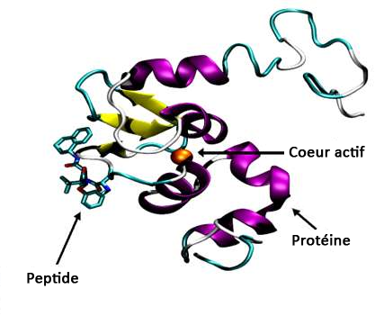 Liaison entre le peptide d'une nanoparticule et une protéine