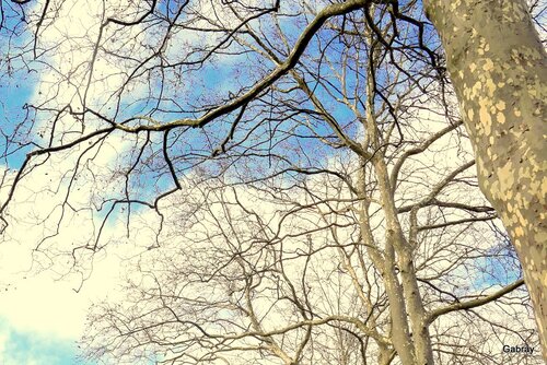 C’est le printemps ! Les platanes