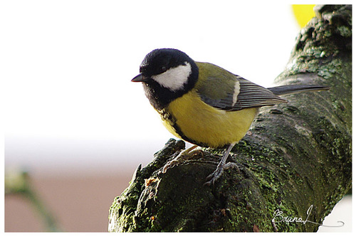 La mésange charbonnière