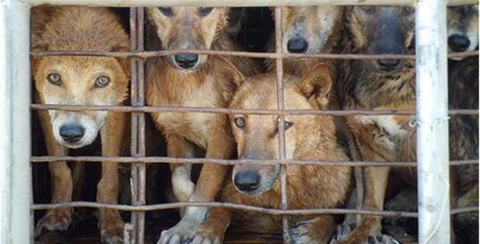 Il faut stopper le carnage des chiens en Chine et au Vietnam !!!