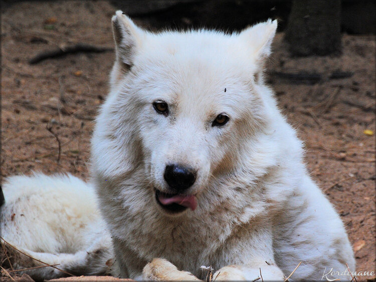 Photos Loups Arctiques du Zoo de la Flèche