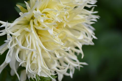 Le cartoscope du samedi 22 avril 2017