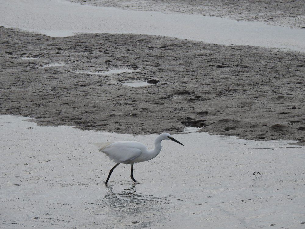 Aigrette garzette - septembre 2022...