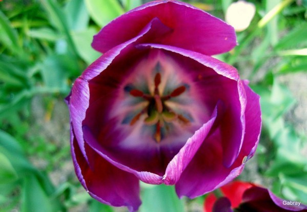 V03 - Tulipe