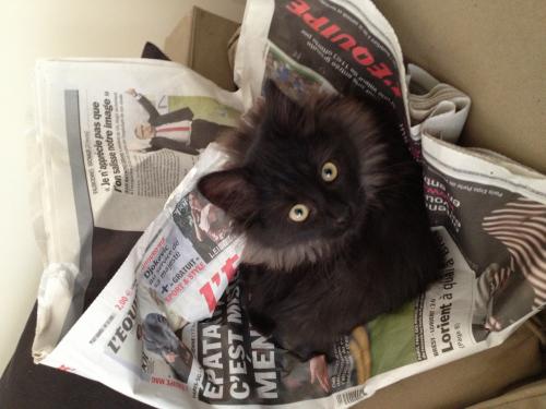 05 - Le chat et le journal