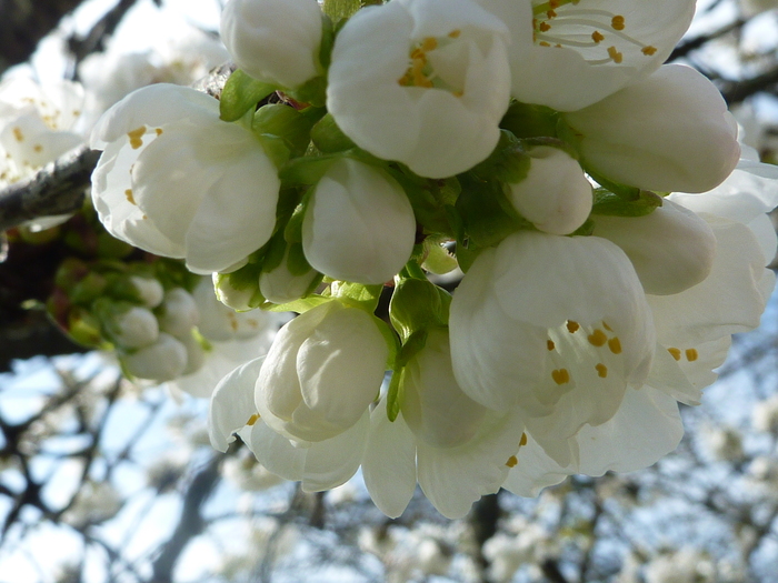 Fleurs prometteuses