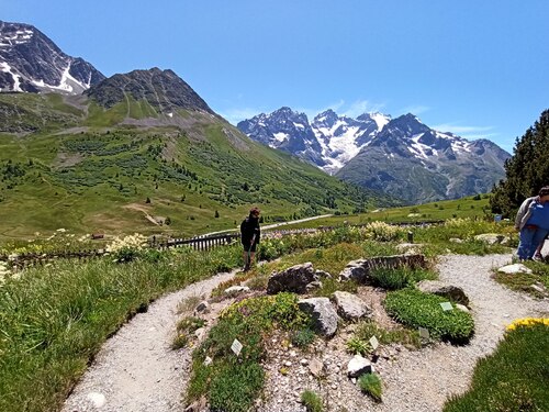 Col du Lautaret : le Jardin botanique alpin ( 2100 m)