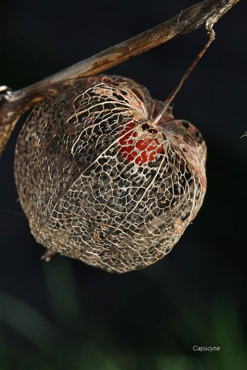 La cage de l'amour la fin de l'hiver...