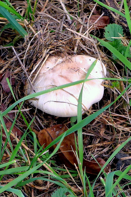 Des champignons dans un pré