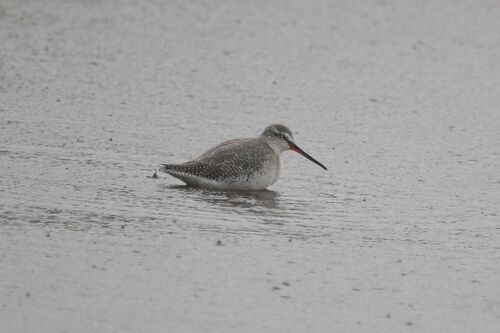 Chevalier Arlequin (Spotted Redshank)