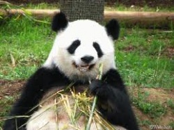 photos de pandas