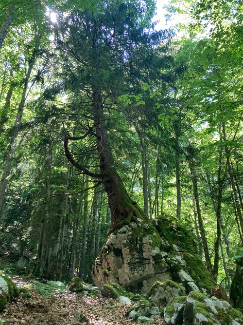 L'arbre au rocher