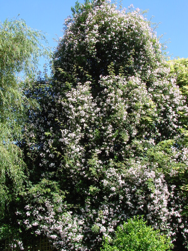 Chiny au jardin (2)