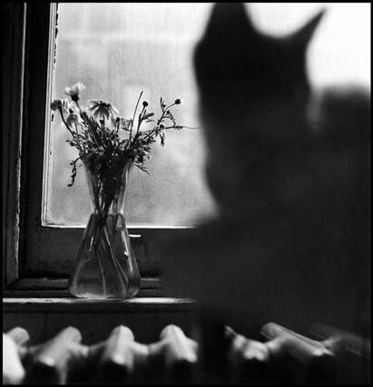 02 - Des chats à la fenêtre