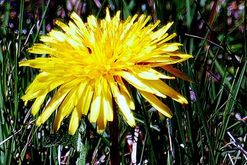 Fleurs blanches ou jaunes