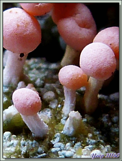 Lichen en fructification "Dibaeis baeomyces" - Milhas - 31  (Flore)