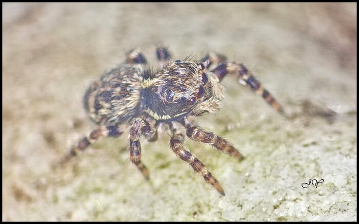 Pseudeuophrys erratica.