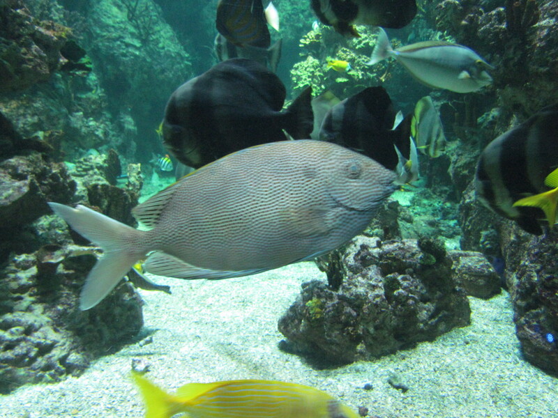  L'AQUARIUM MARE NOSTRUM DE MONTPELLIER  . LANGUEDOC ROUSSILLON . Première partie .