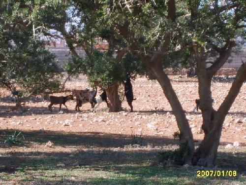 Maroc Chèvres dans les arganiers