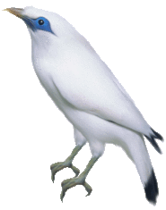 Oiseaux blanc