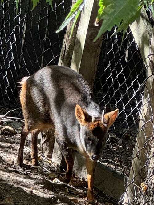 Zoo de vincennes  - divers - 