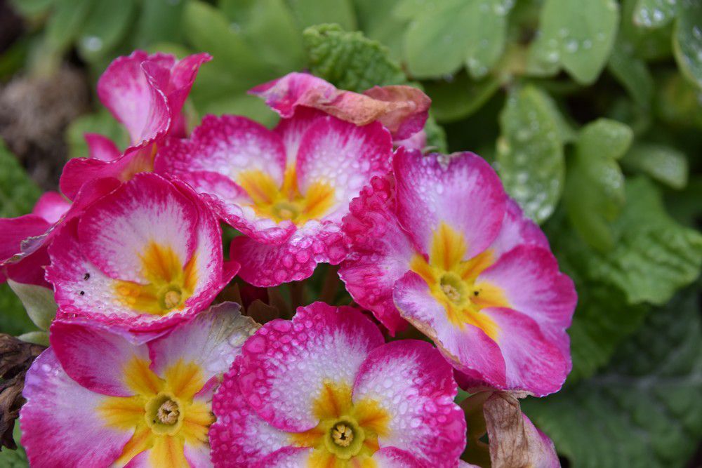 Les fleurs de février, photographiées par Alban...