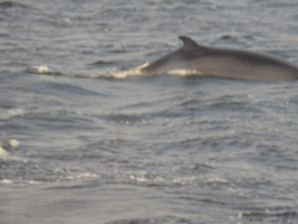 Croisière d'observation des baleines dans la baie de Tadoussac au Canada...