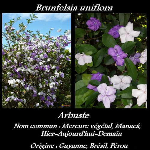 Brunfelsia uniflora  