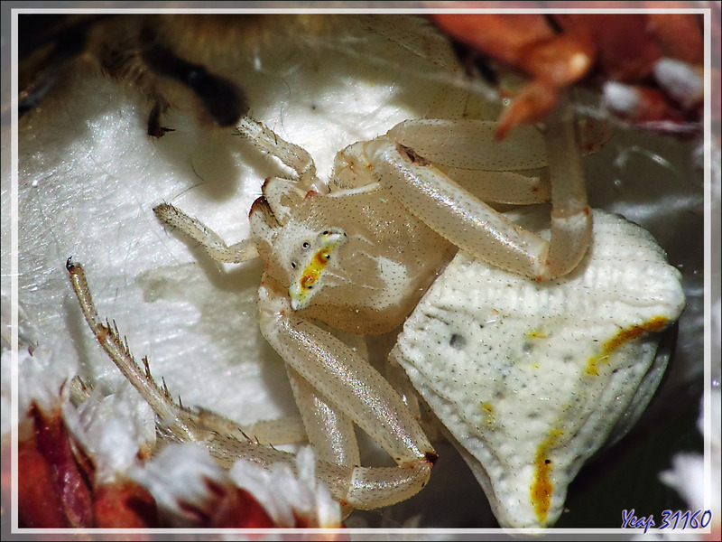 Suite : Araignée crabe Thomise enflée (Thomisus onustus) - Originaire de La Couarde - Île de Ré - 17