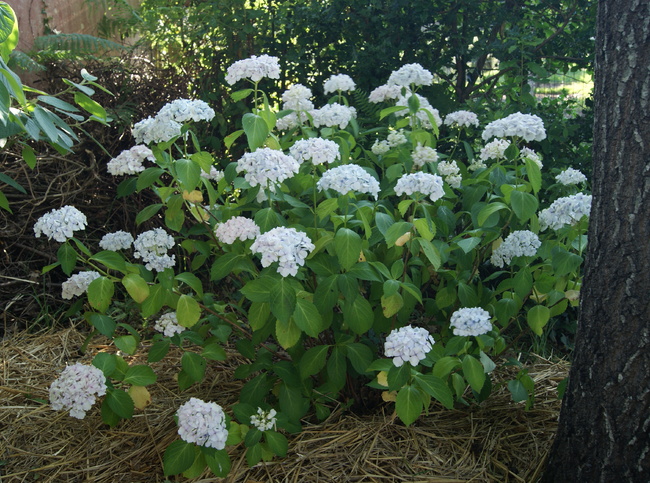 Hydrangea macrophylla blanc : Soeur Thérèse et Mme Emile Mouillère