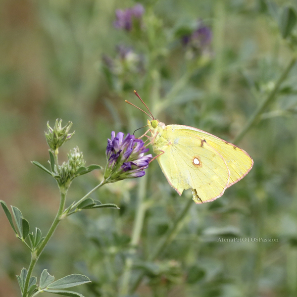 Le solitaire