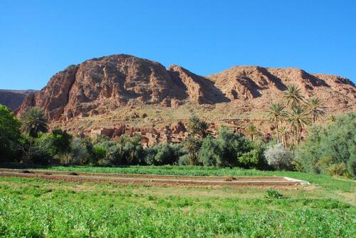 Des palmiers, des cultures, des arbres fruitiers