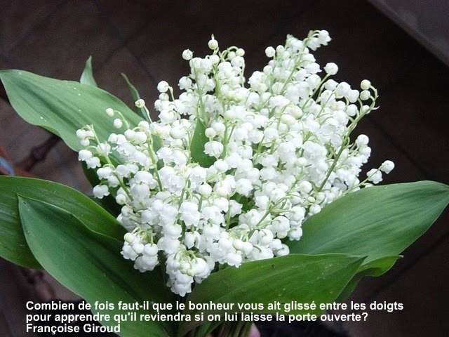 muguet