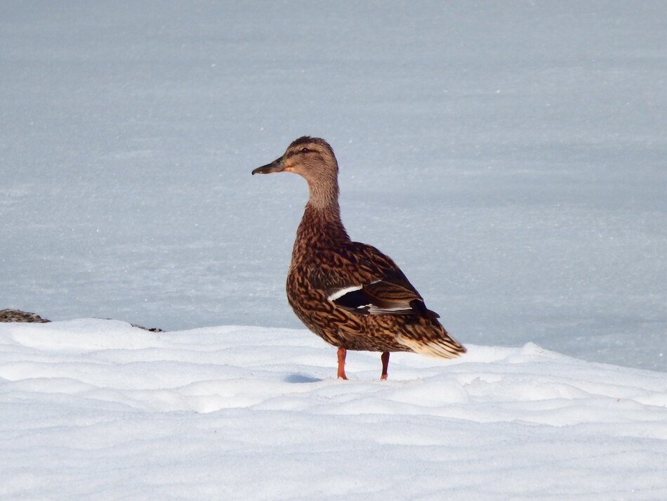 Mme Colvert au bord du lac gelé