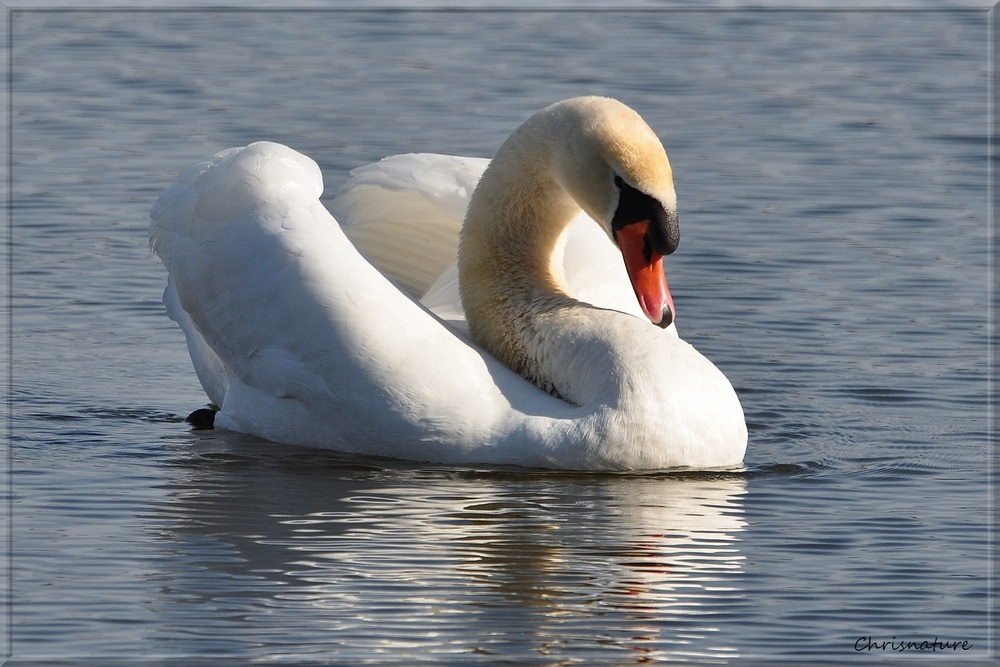 Cygne Tuberculé