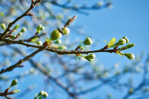 Photos pour la table des saisons/nature du printemps