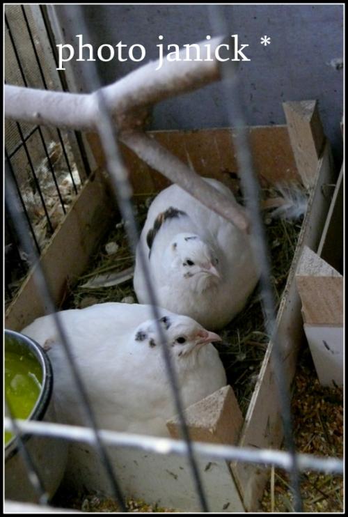 photos