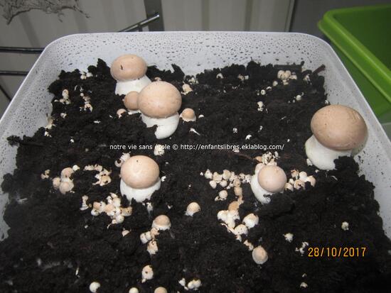 Faire pousser des champignons 2