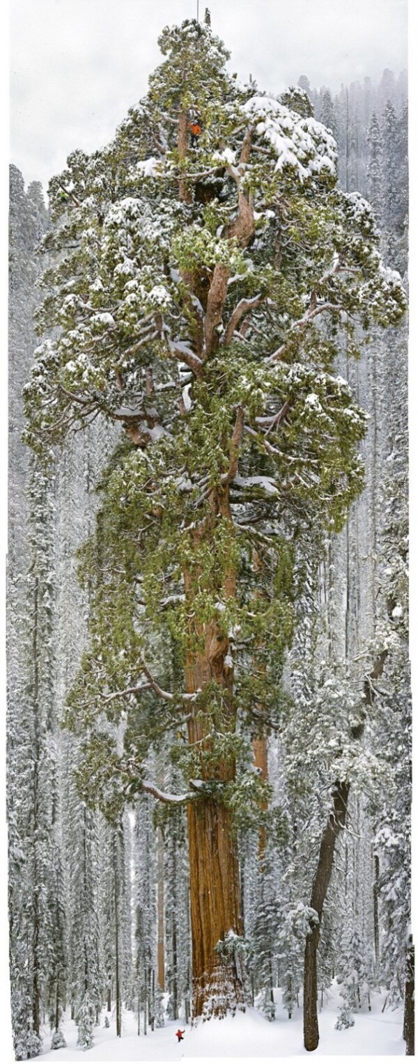 Séquoia-3200 ans-1