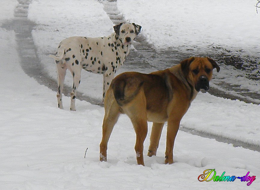 Taos et Chipeur dans la neige