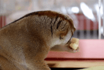 GIFS ANIMES ANIMAUX DIVERS